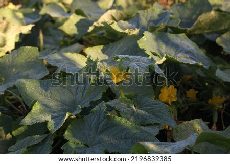 cucumber plant fruit field vegetable garden garden cultivation agriculture farming agriculture food vitamin water diet close-up bloom fresh yellow flower food nature natural natural background picture