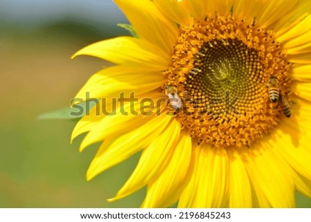 Sunflower that always brightens the day