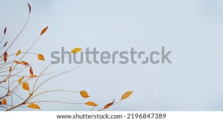 Minimal autumn landscape, dry autumn leaves on tree branches against blue sky background. Calm natural enviropment banner, copy space, autumnal pastel color, natural neutral tones, fallen foliage