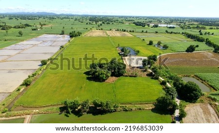 
high angle rice field beautiful of Thailand