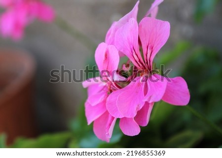 pink rose and flowers shining in summertime nature picture