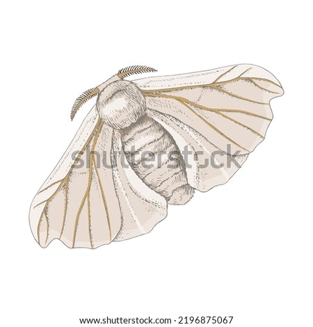 Silk moth isolated on a white background