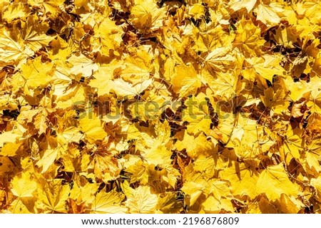 Yellow fallen maple leaves. Autumn natural background.