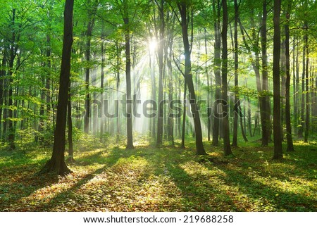 Beautiful morning in the forest Royalty-Free Stock Photo #219688258