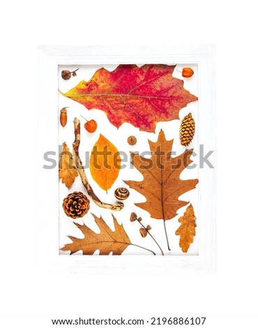 autumn composition of dry leaves in a white picture frame isolated on an white background top view