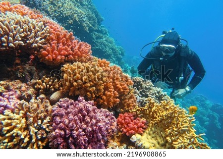 Man scuba diver checking beautiful colorful healthy coral reef with diversity of hard corals Royalty-Free Stock Photo #2196908865