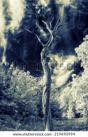 A gnarly dead tree stands out from the forest reaching up toward a dramatic cloudy sky.  Photographed with a 665nm infrared converted camera. Contains slight grain typical of IR photography.