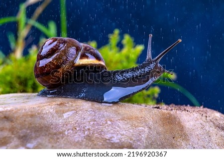 Grape snail on a stone in the rain, against a dark sky and green grass, macro photography