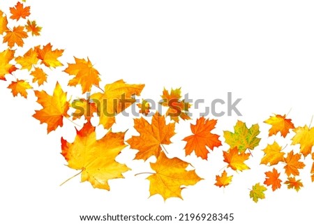 Bright autumn maple leaf on a white background. foliage. Fall concept