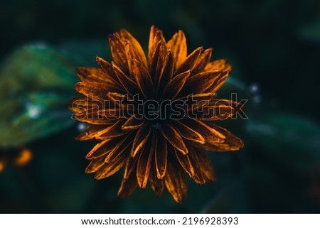 Macro photo of flower great for backgrounds and references.