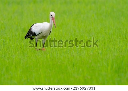 A white stork (Ciconia ciconia) on a rice field