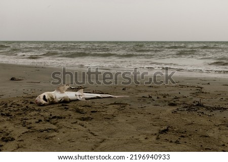 dead little shark on beached sand