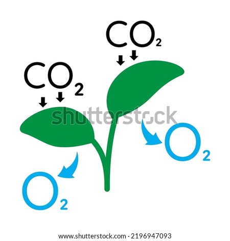 Vector illustration of the photosynthesis process.