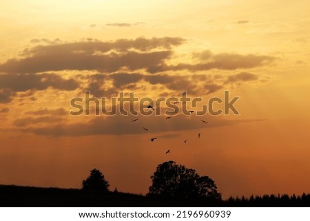 Flying birds of prey at sunset in the sky form a heart shape Royalty-Free Stock Photo #2196960939