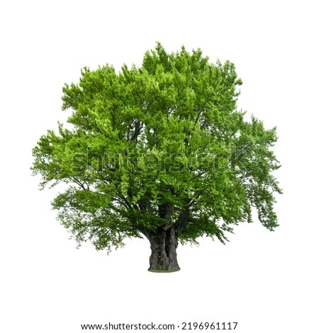 Green tree isolated on white background. Large old beech tree with lush green leaves Royalty-Free Stock Photo #2196961117