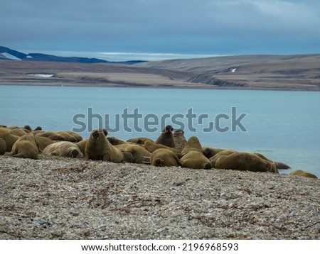 Walrus colony lying on the shore. Arctic landscape against blurred background. Nordaustlandet, Svalbard, Norway