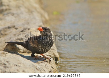 Buffalo Weaver - African Wild Bird Background -Black and Red