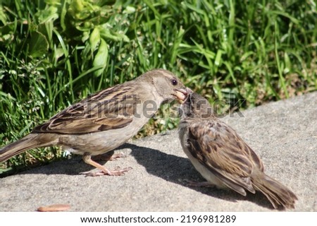 A mother house sparrow feeding its fledgling. The bird's mouth is wide open and you can see her tongue.
