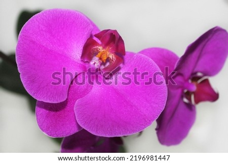 Bright purple orchid on a gray background, close-up, top view. Вlooming flowers. Indoor plant. Decorative plant. Gift. Home interior. Royalty-Free Stock Photo #2196981447