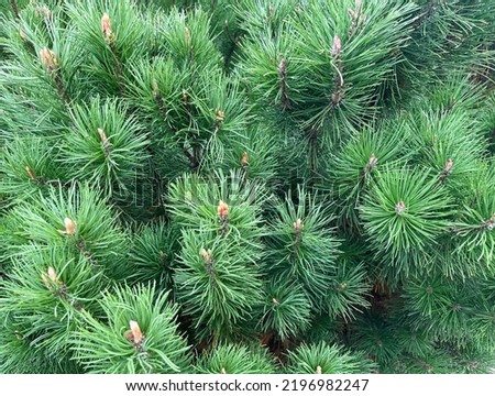 Background of mountain pine (Pinus mugo) close-up. Texture of European elfin pine Royalty-Free Stock Photo #2196982247