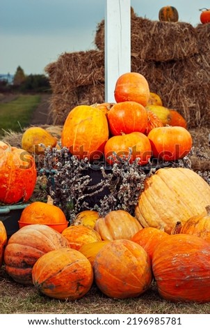 Yellow and orange pumpkins at the fair. Pumpkins in baskets and boxes. Many different pumpkins for sale. Concept of autumn, harvest and celebration.
