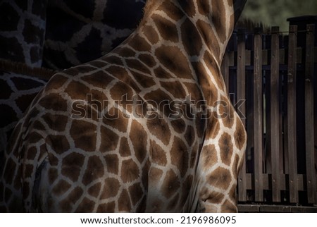 Giraffe body pattern, animal print