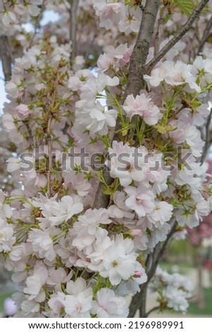 white sakura blossom close up view of tree branch covered with small delicate flowers with single green sakura leaves photo in early spring very beautiful flowers