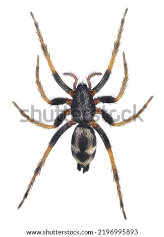 Spider Tegenaria sp. Isolated on a white background