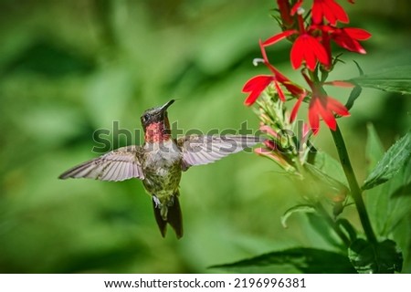 Adult male Ruby-throated Hummingbird (rchilochus colubris) feeding on a cardinal flower (Lobelia cardinalis). Royalty-Free Stock Photo #2196996381