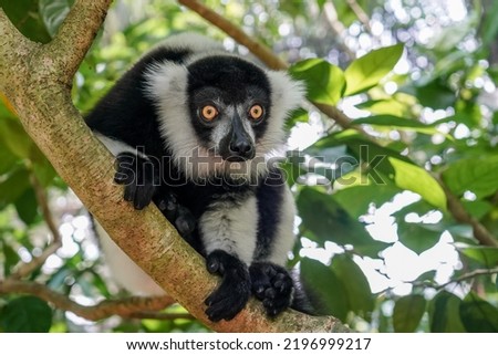 The lemur at Singapore Zoo was very curious . I wasn't sure who was watching who. Royalty-Free Stock Photo #2196999217
