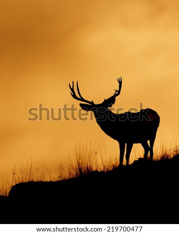 Large Mule Deer Buck stag on ridge top skyline silhouette sunrise / sunset photo with space for text / copy Deer & big game hunting season in the western United States