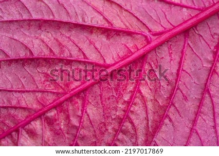 Wide purple veined leaves texture background, close up