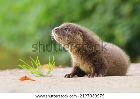 Very cute eurasian river otter baby