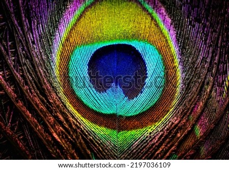 India, 16 July, 2022 : Beautiful peacock feather abstract art background. Peafowl feather. Natural background. Abstract background. Bird feather. Colorful feather. Royalty-Free Stock Photo #2197036109