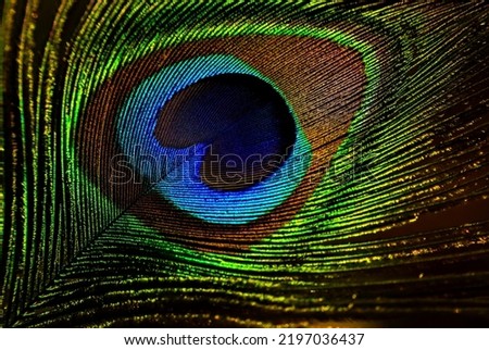 India, 30 January, 2021 : Beautiful peacock feather abstract art background. Peafowl feather. Natural background. Abstract background. Bird feather. Royalty-Free Stock Photo #2197036437