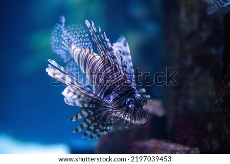 Common lionfish in dark water at the Nuweiba resort on the Red Sea, a rare species of endangered fish, dark background.
 Royalty-Free Stock Photo #2197039453