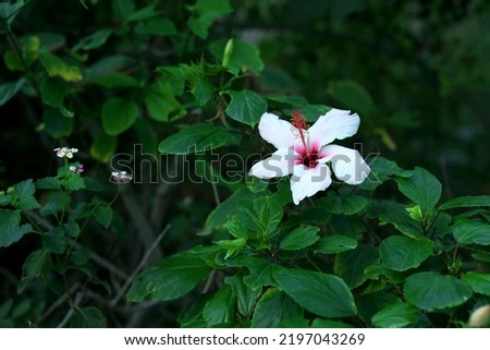 Tropical white flower on a bush. High quality photo