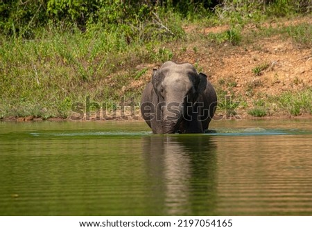 Asian Elephants swimming at the natural lake the KuiBuri National park,Thailand.