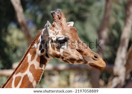 Portrait of a giraffe in the African Reserve of Sigean, France