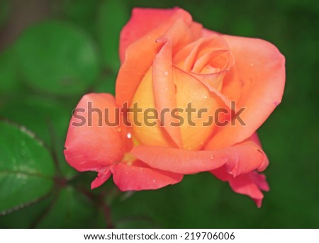 Beautiful flower light pink-yellow rose close-up                               
