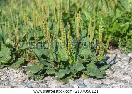 Broadleaf plantain (Plantago major) as weed on stony ground.  Royalty-Free Stock Photo #2197060121