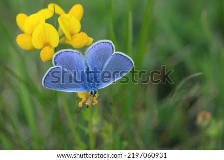 Male common blue butterfly (Polyommatus icarus). Royalty-Free Stock Photo #2197060931