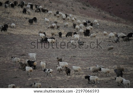 Herd of sheep grazing on mountain slopes of Altai, Russia Royalty-Free Stock Photo #2197066593