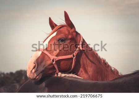 Portrait of a horse. Retro photo effect.
