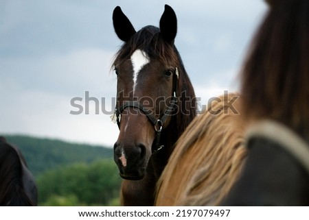 arabian brown horses in the field