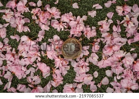 newborn photoshoot backdrop background spring summer easter cherry blossoms