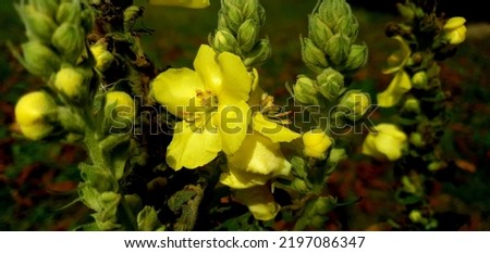 Yellow field flowers with many buds which dissolves.