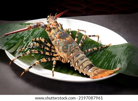 Close up of fresh spiny rock lobster on water。Jasus lalandii also called the Cape rock lobster or West Coast rock lobster is a species of spiny lobster found off the coast of Southern Africa. Royalty-Free Stock Photo #2197087961
