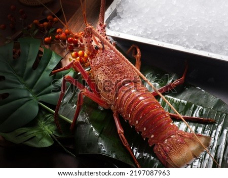Close up of fresh spiny rock lobster on water。Jasus lalandii also called the Cape rock lobster or West Coast rock lobster is a species of spiny lobster found off the coast of Southern Africa. Royalty-Free Stock Photo #2197087963