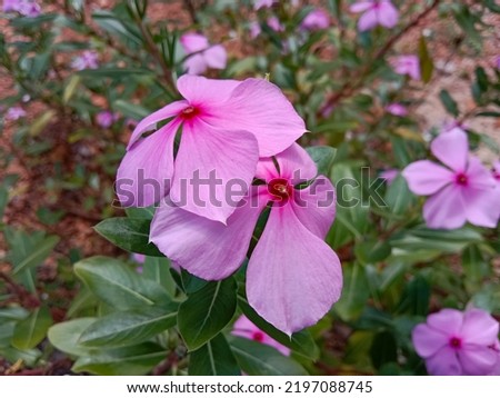 Close up of beautiful pink Catharanthus Roseus. Commonly known as bright eyes, cape periwinkle, graveyard plant, madagascar periwinkle, old maid, pink or rose periwinkle.
